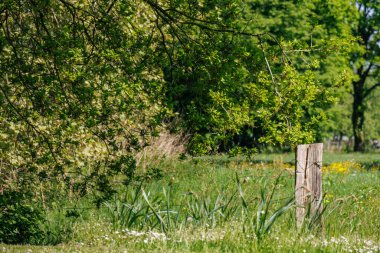 Vorden yakınlarında bahar zamanı Hollanda gelderland 'ında