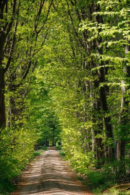 Vorden yakınlarında bahar zamanı Hollanda gelderland 'ında