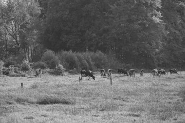 Ramsdorf yakınlarındaki Alman Muensterland 'da bahar akşamı.