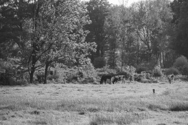 Ramsdorf yakınlarındaki Alman Muensterland 'da bahar akşamı.