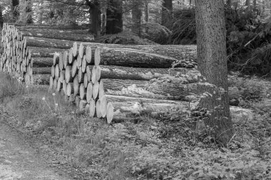 Ramsdorf yakınlarındaki Alman Muensterland 'da bahar akşamı.