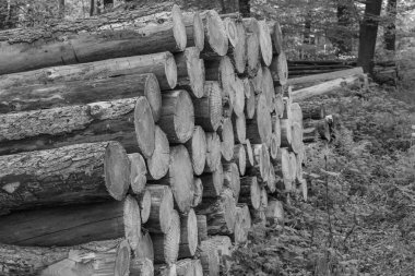 Ramsdorf yakınlarındaki Alman Muensterland 'da bahar akşamı.