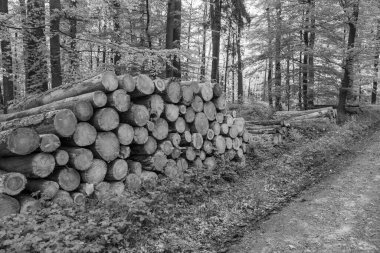 Ramsdorf yakınlarındaki Alman Muensterland 'da bahar akşamı.