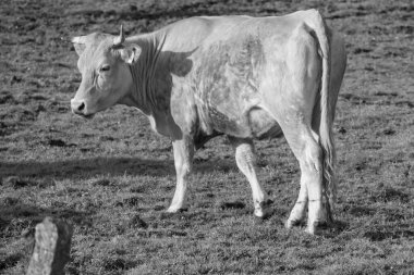 Ramsdorf yakınlarındaki Alman Muensterland 'da bahar akşamı.