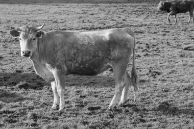 Ramsdorf yakınlarındaki Alman Muensterland 'da bahar akşamı.
