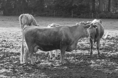 Ramsdorf yakınlarındaki Alman Muensterland 'da bahar akşamı.