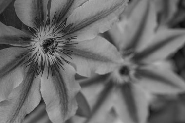 Ramsdorf yakınlarındaki Alman Muensterland 'da bahar akşamı.