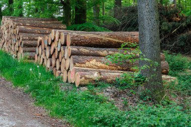 Ramsdorf yakınlarındaki Alman Muensterland 'da bahar akşamı.