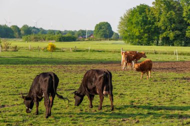 Ramsdorf yakınlarındaki Alman Muensterland 'da bahar akşamı.