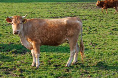 Ramsdorf yakınlarındaki Alman Muensterland 'da bahar akşamı.