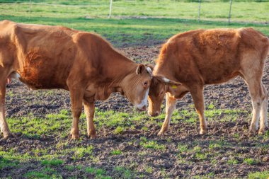 Ramsdorf yakınlarındaki Alman Muensterland 'da bahar akşamı.