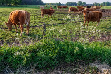 Ramsdorf yakınlarındaki Alman Muensterland 'da bahar akşamı.