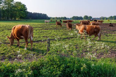 Ramsdorf yakınlarındaki Alman Muensterland 'da bahar akşamı.
