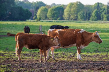 Ramsdorf yakınlarındaki Alman Muensterland 'da bahar akşamı.