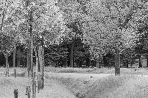 Westphalia 'da bahar mevsimi Suedlohn yakınlarında