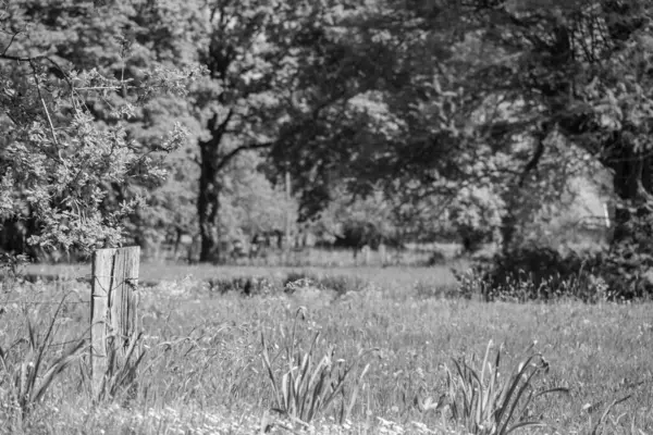 Hollanda 'da Vorden yakınlarındaki manzara.