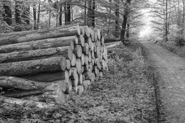 Ramsdorf yakınlarındaki Alman Muensterland 'da bahar akşamı.