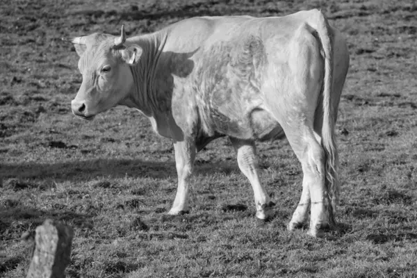 Ramsdorf yakınlarındaki Alman Muensterland 'da bahar akşamı.