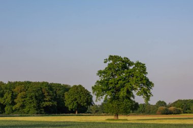 Ramsdorf yakınlarındaki Alman Muensterland 'da bahar akşamı.