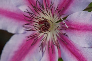 Ramsdorf yakınlarındaki Alman Muensterland 'da bahar akşamı.