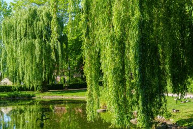 Westphalia 'daki eski çiftlik evi.