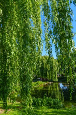 Westphalia 'daki eski çiftlik evi.