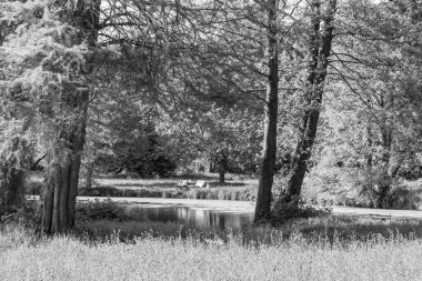 Alman Muensterland 'inde bir gölde bahar akşamı