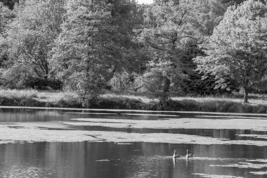 Alman Muensterland 'inde bir gölde bahar akşamı