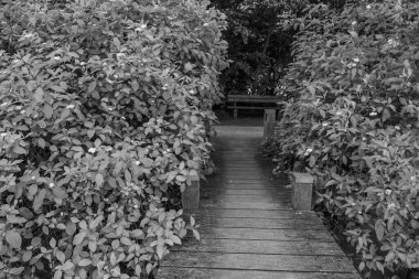 Alman Muensterland 'inde bir gölde bahar akşamı