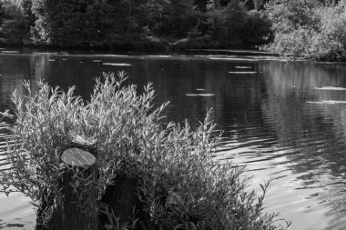 Alman Muensterland 'inde bir gölde bahar akşamı