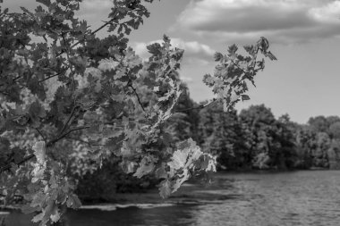 Alman Muensterland 'inde bir gölde bahar akşamı