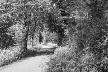 Alman Muensterland 'inde bir gölde bahar akşamı