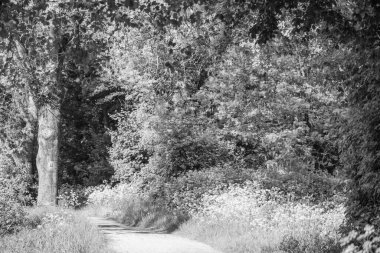 Borken yakınlarındaki Alman Muensterland 'inde güzel göller