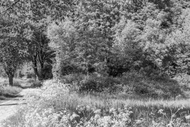 Borken yakınlarındaki Alman Muensterland 'inde güzel göller