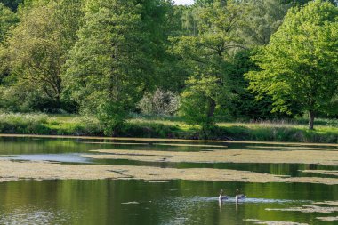 Borken yakınlarındaki Alman Muensterland 'inde güzel göller