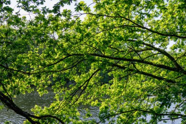 Borken yakınlarındaki Alman Muensterland 'inde güzel göller