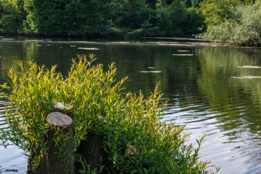 Borken yakınlarındaki Alman Muensterland 'inde güzel göller
