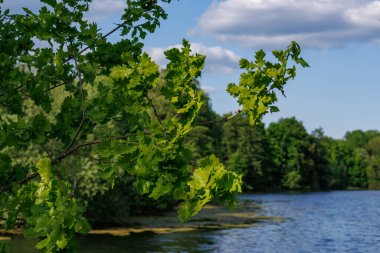Borken yakınlarındaki Alman Muensterland 'inde güzel göller