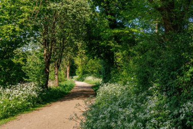 Borken yakınlarındaki Alman Muensterland 'inde güzel göller