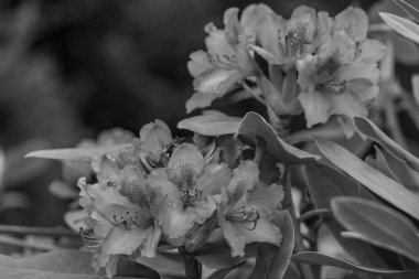 ormangülü bahçede