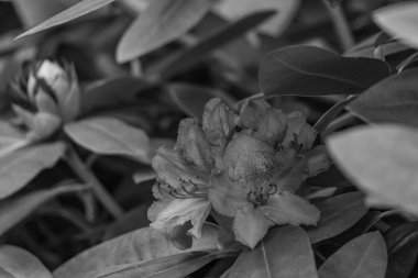 ormangülü bahçede