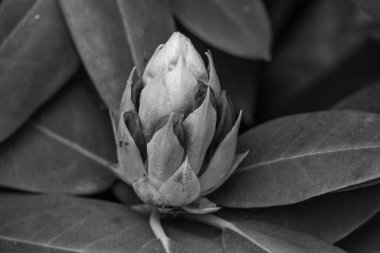 ormangülü bahçede