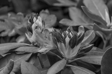 ormangülü bahçede