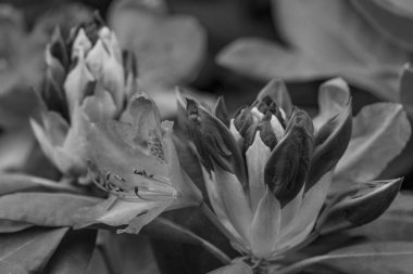 ormangülü bahçede