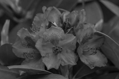 ormangülü bahçede