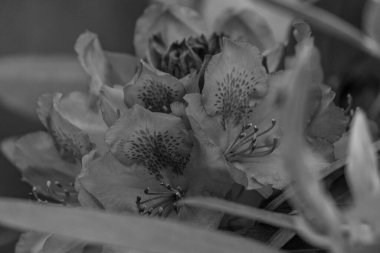 ormangülü bahçede