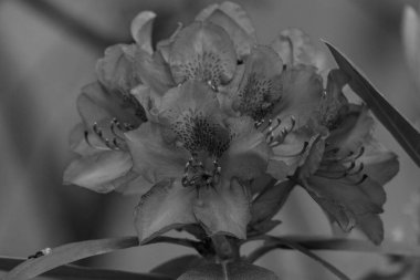 ormangülü bahçede