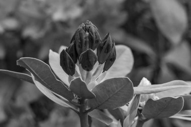 ormangülü bahçede