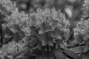 ormangülü bahçede