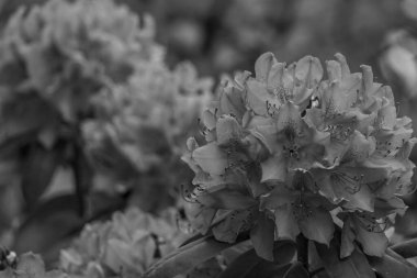 ormangülü bahçede